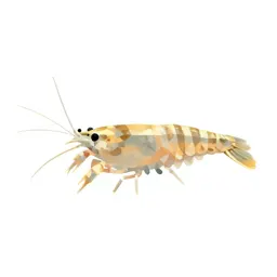 Fairy shrimp