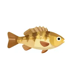 Fish louse