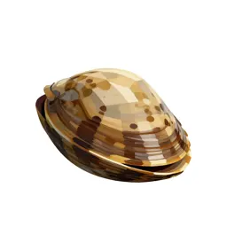 Freshwater mussel