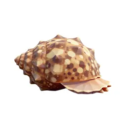 Gastropod