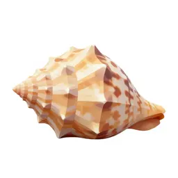 Giant conch