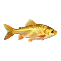 Golden shiner