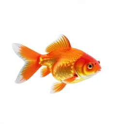 Goldfish