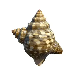 Goose barnacle