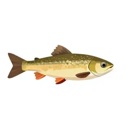 Gudgeon