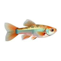 Guppy