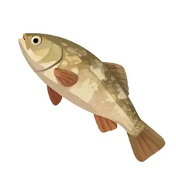 Holocephalan