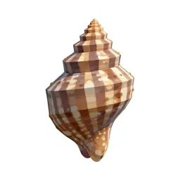 Keyhole limpet