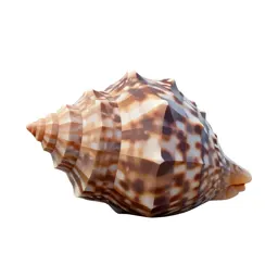 Limpet