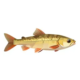 Loach