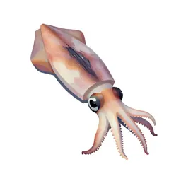 Loligo