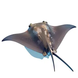 Manta