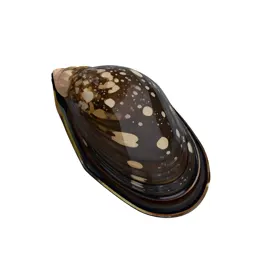 Marine mussel