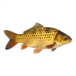 Mirror carp