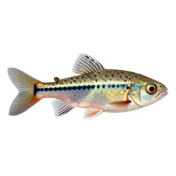 Mosquitofish