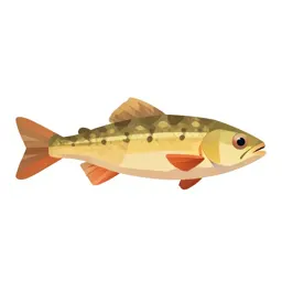 Mummichog