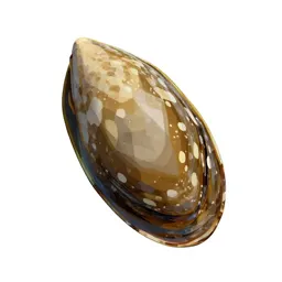 Mussel