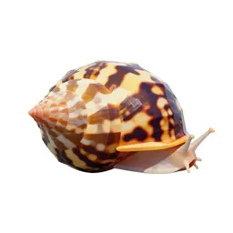 Neritina