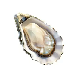 Pearl oyster
