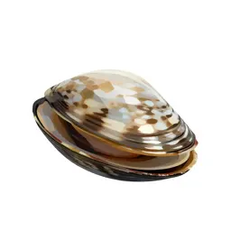 Pearly-shelled mussel