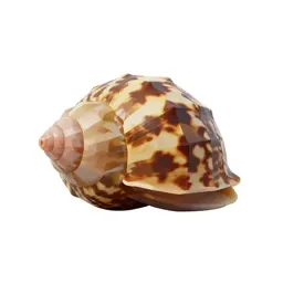 Physa