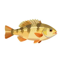 Platy