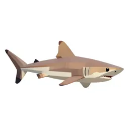 Porbeagle