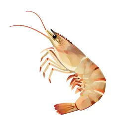 Prawn