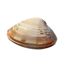 Quahog