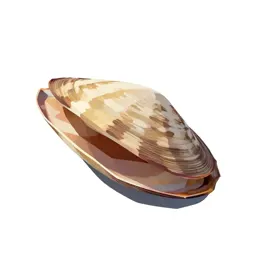 Razor clam