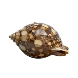 River limpet