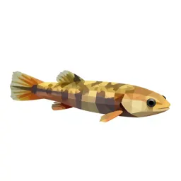 Rivulus