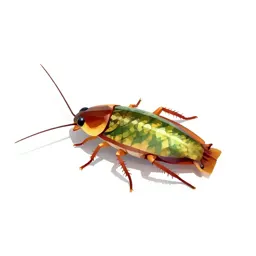 Roach