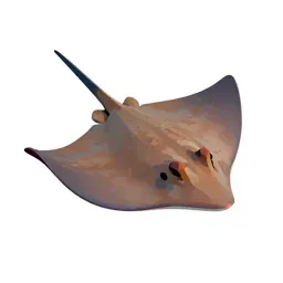 Roughtail stingray