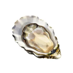 Saddle oyster