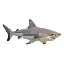 Sandbar shark