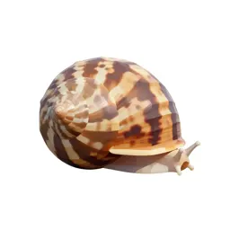Seasnail