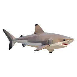 Shark