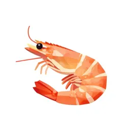 Shrimp