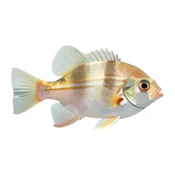 Shrimpfish