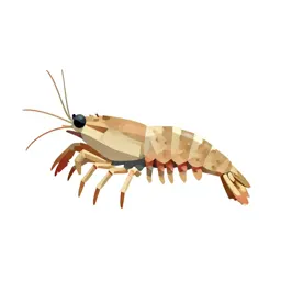 Skeleton shrimp