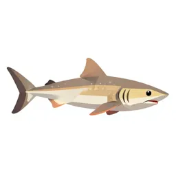 Smoothhound