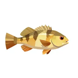 Snipefish