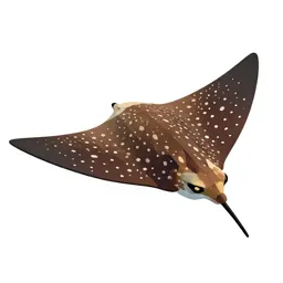 Spotted eagle ray