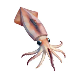 Squid