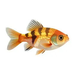 Striped killifish