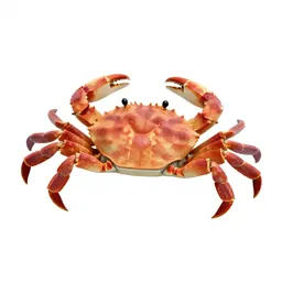 Swimming crab