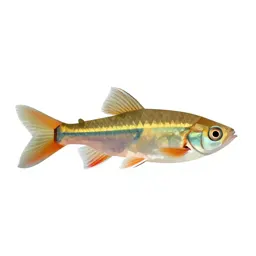 Swordtail