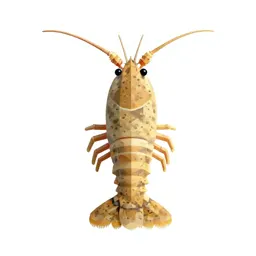 Tadpole shrimp