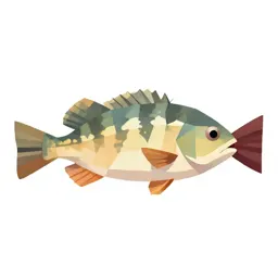 Tench